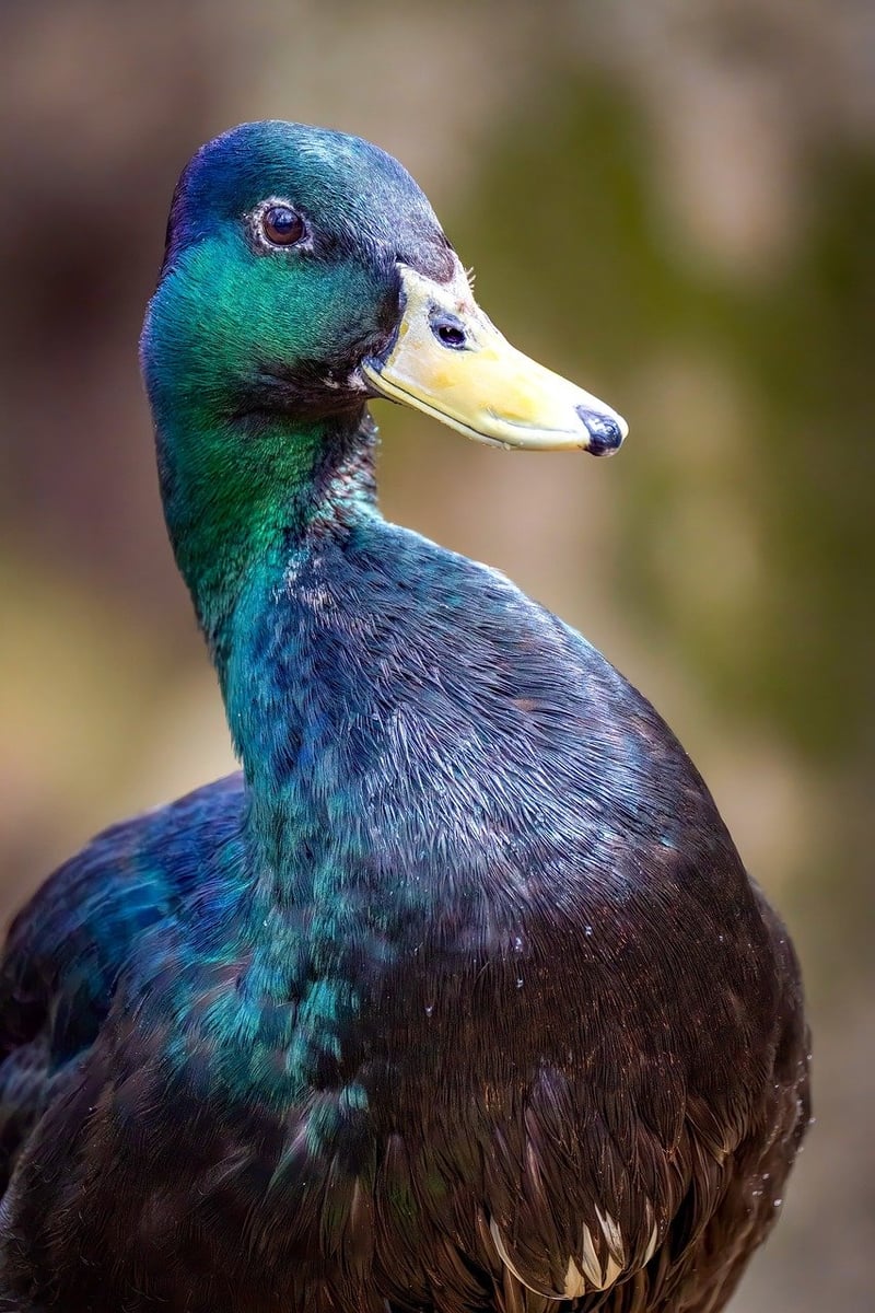 Pastry Pairing Classes